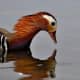 Male mandarin duck