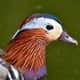Male mandarin