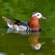 Male mandarin at Martin Mere