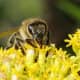 Honey bee on calyx of goldenrod
