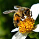 Beatrice the honey bee on a Spanish needle blossom