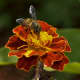 Asiatic honeybee