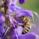 Honey bee collecting honey