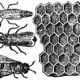 Every hive has three kinds of bees- the queen, the drones, and the labourers