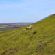 Yorkshire moors, a romantic setting for Wuthering Heights.