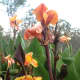 Canna Lillies