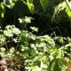 Parsley