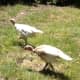 Our two new Turkey chicks, Heckle and Jeckle. Has anyone eaten Turkey eggs?
