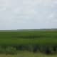 A sea of marsh grass