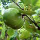 Matt photographed this lime tree on July 22, 2007.