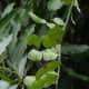 Kaffir lime leaves, used in Thai cooking, were photographed by Meneerke bloem on November 25, 2009.