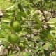 Vmenkov photographed grapefruit ripening in a garden near Hubei (Yiling District, between Yichang and Sandouping), China on July 14, 2009.