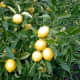 Allen Timothy Chang photographed this lemon tree on January 6, 2005.