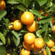Kumquats—Citrus japonica 'Crassifolia'—were photographed in Vietnam by Phuong Tran on January 30, 2011.