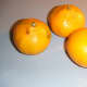 These satsuma oranges grown in Chile were purchased in the Netherlands and photographed by  Hans B. on  April 20, 2006.