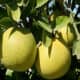 Ben3john photographed grapefruit growing in Kerala, India on October 17, 2012.