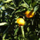 Amada44 photographed this mandarin tree on May 29, 2005.