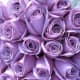 roses-and-their-meaning