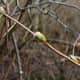 The flower buds are starting to show color when I photographed this salmonberry plant in March