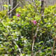 Two months later, in May the salmonberries are fully leafed out and still have flowers blooming