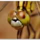 This fuzzy whiskered guy looks like he could use a shave. Click on the image to display a larger image.