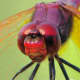 macrophotography-of-dragonflies