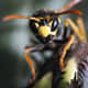 European paper wasp (polistes dominula): This wasp looks intelligent. Notice the barbs on its forefoot and its mouth parts. Its mouth parts seem to mimic what it is currently standing on.