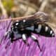 Spotted Cuckoo Bee