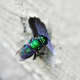 macrophotograpy-of-flying-insects