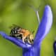 macrophotograpy-of-flying-insects