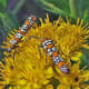 Webworm moths (Atteva punctella) feed on stiff goldenrod