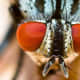 This is a face that only a mother could love. This fly has very short antenna.