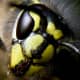 Wasp: The U-shaped eye is clearly seen in this image. And the cutting mouth parts are also very visible.