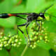 Digger Waso, Ammophila sabulosa nipponica: This insect's slender abdomen, barbed legs, and pointed mouth creates and interesting view.