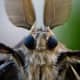 Macrophotography allows us to view this moth's antennas with extreme clarity. This view reminds me of a startled rabbit.