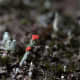 The small red fungi is Fruticose Lichen.
