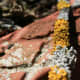 Lichen will grow on stone and on a wooden branch, but the varying environments creates a different lichen form.