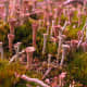 Cladonia grayi - anyone ready for golf?