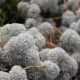 macrophotography-of-lichen-macrophotographic-images-of-lichen
