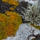 Such a wonderful variety of textures and colors to contrast and compare.