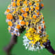 macrophotography-of-lichen-macrophotographic-images-of-lichen