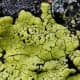 Rhizocarpon geographicum, a fluorescent yellow lichen in bright light changing to a greenish-yellow and to Fluorescent green as the light fades.