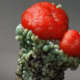 Cladonia Lichen - very nice close up of the fruticose lichen.