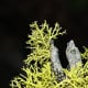 This lichen looks almost like the needles of a cedar tree.
