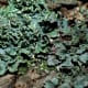 An unusual green lichen.