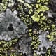A gray lichen with black fruiting bodies,  Porpida cineroatra or Lecidella elaeochroma. Also predominant is Rhizocarpon geographicum, a fluorescent yellow to flourescent green lichen, depending on the light conditions.
