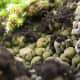 macrophotography-of-lichen-macrophotographic-images-of-lichen
