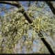 Some forms of lichen can appear very fragile and delicate.