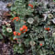 macrophotography-of-lichen-macrophotographic-images-of-lichen
