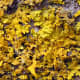 This lichen creates a magical world of golden beauty as the lichen reaches and ruffles out.